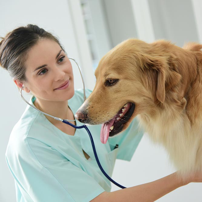 Veterinarios de urgencia y clínicas veterinarias 24 horas en Lima 2